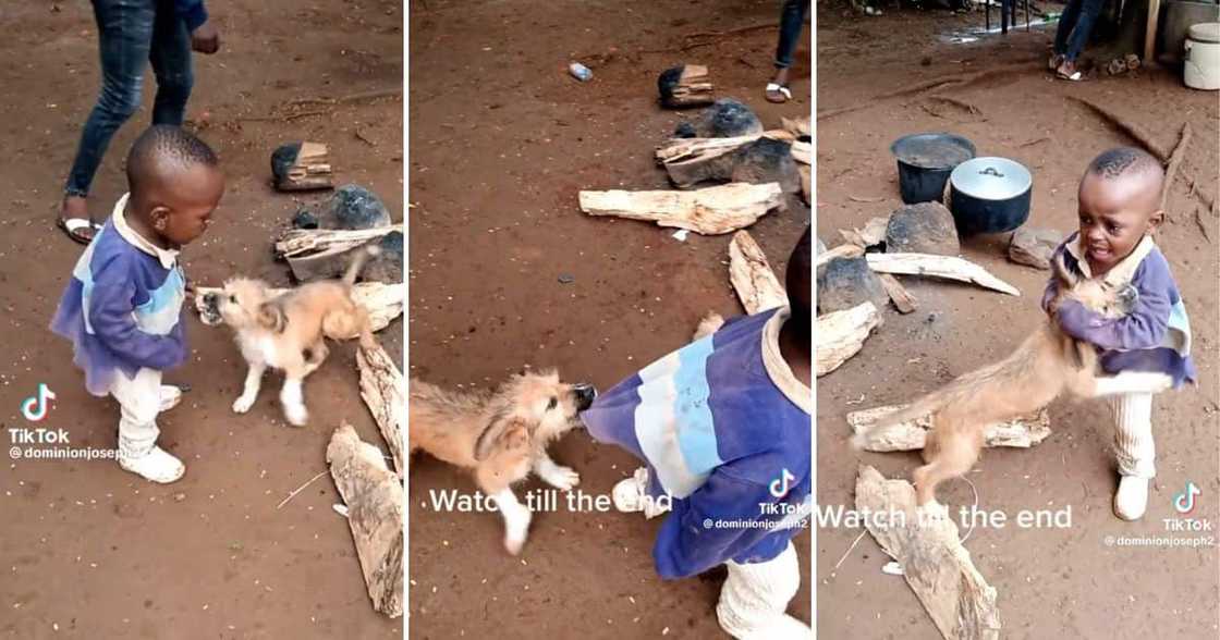 Toddler got stressed out by a playful puppy Toddler got stressed out by a playful puppy