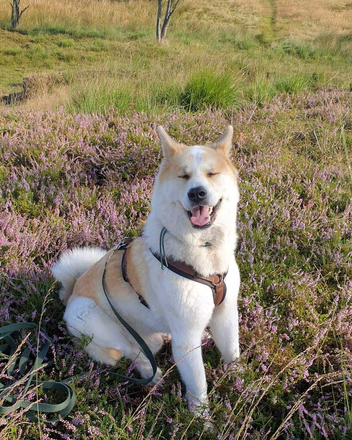 the most dangerous dog the most dangerous dog