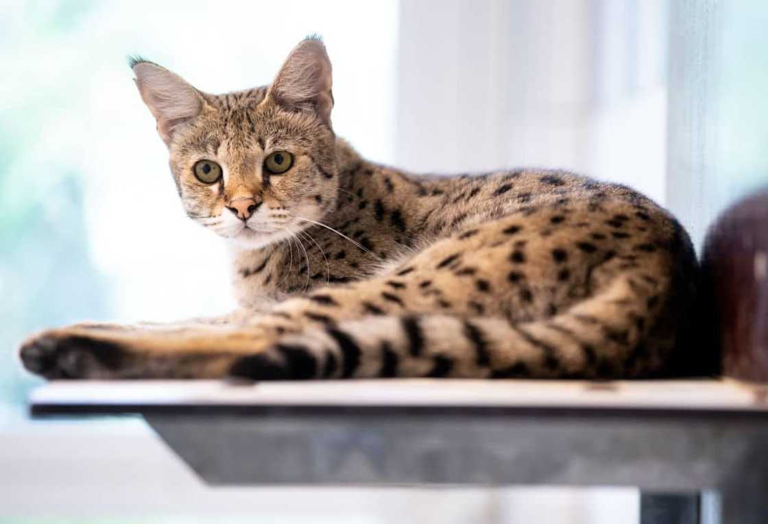 A Savannah cat sits in its enclosure