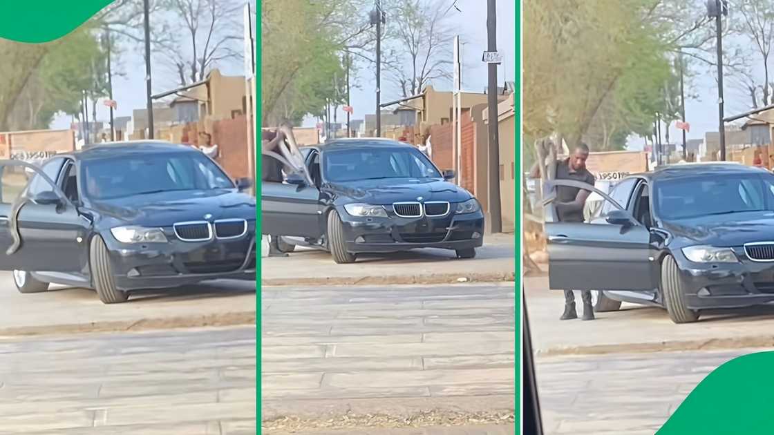 A TikTok video shows a man with a snake in his BMW car.