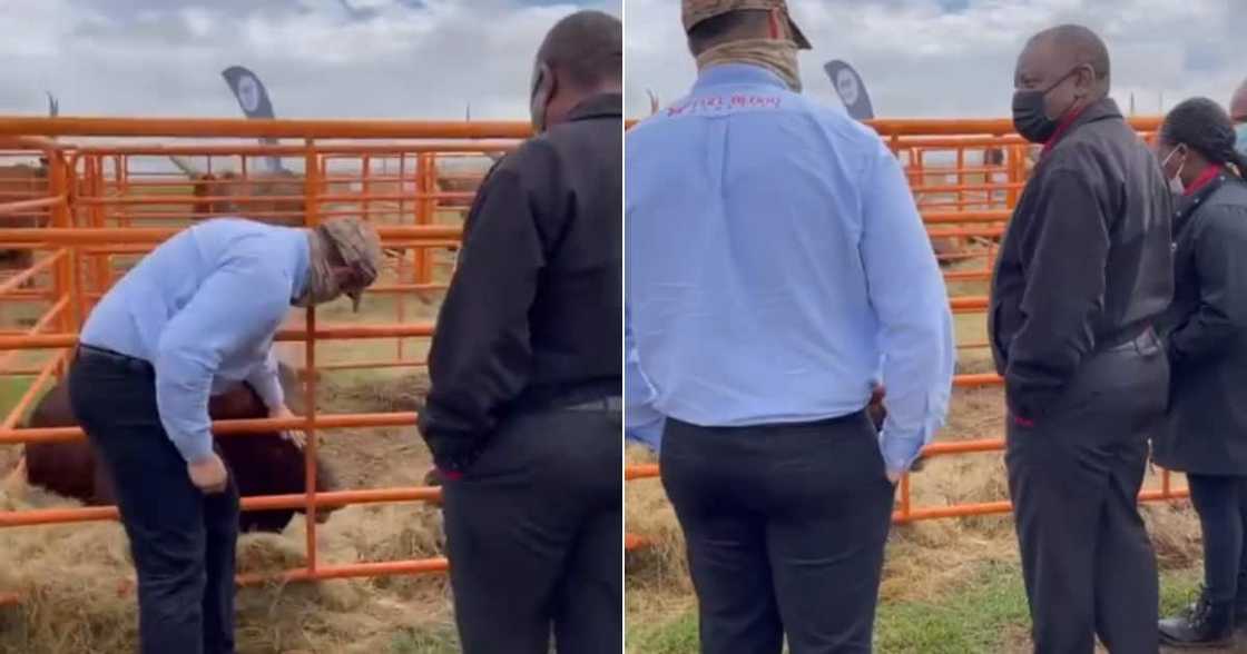 Cyril Ramaphosa, Cattle, Purchase, Livestock, Trending, Social media reactions, Video Cyril Ramaphosa, Cattle, Purchase, Livestock, Trending, Social media reactions, Video