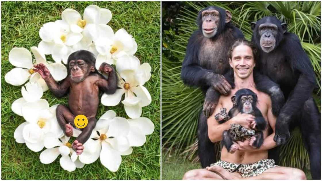 Man gives newborn monkey photo shoot as if it's human baby, photos cause frenzy online. Image: @kody_antle/Twitter Man gives newborn monkey photo shoot as if it's human baby, photos cause frenzy online. Image: @kody_antle/Twitter