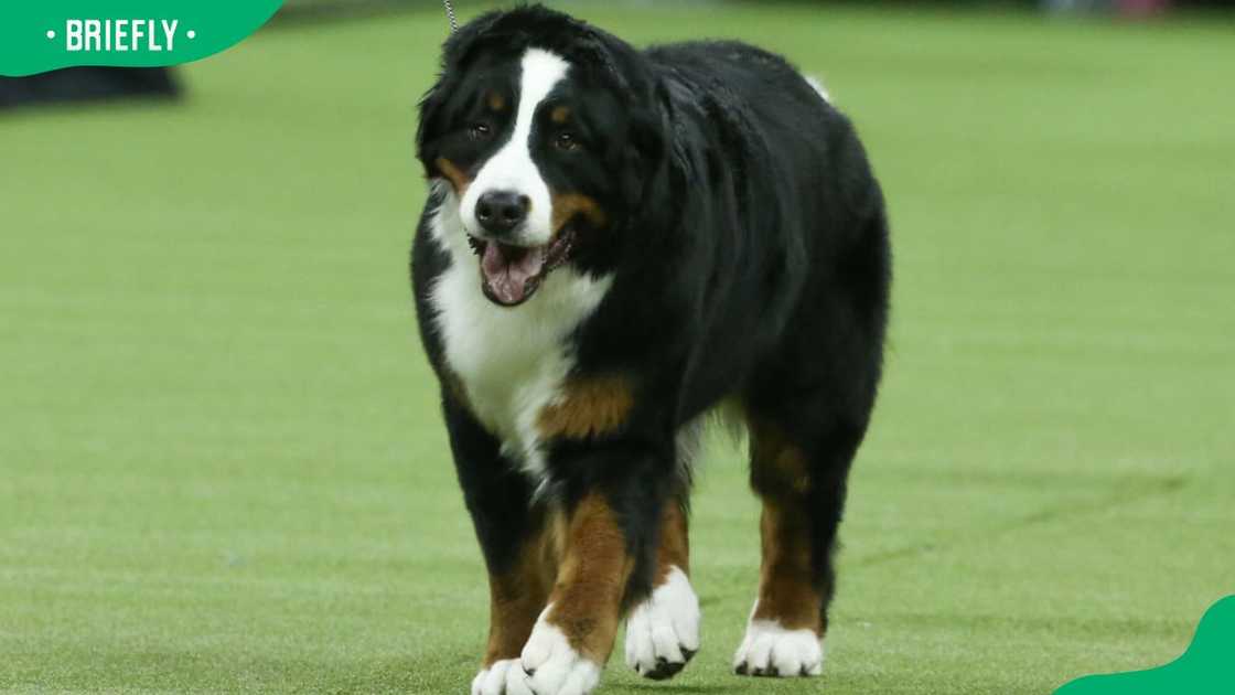 A Bernese Mountain Dog during the 2020 Westminster Dog Show