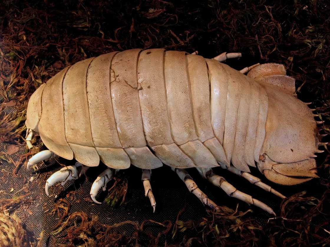 Giant sea isopod. Giant sea isopod.