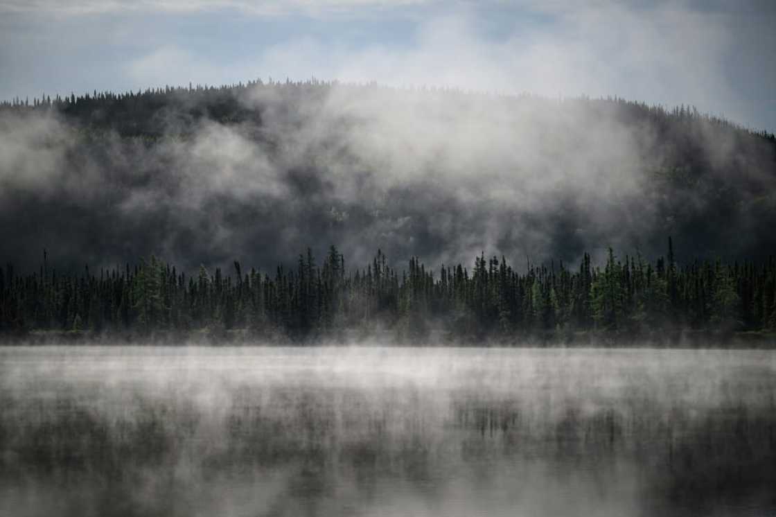 The boreal forest, second only to the Amazon in terms of its vital role in ensuring the planet's future, stretches across Canada, Scandinavia, Russia and Alaska The boreal forest, second only to the Amazon in terms of its vital role in ensuring the planet's future, stretches across Canada, Scandinavia, Russia and Alaska