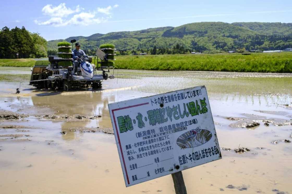Officials initially struggled to persuade Sado farmers to switch to environmentally friendly fertilisers Officials initially struggled to persuade Sado farmers to switch to environmentally friendly fertilisers