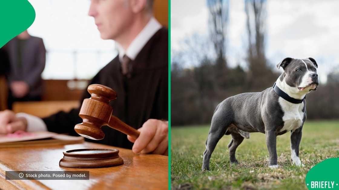 The Bloemfontein Magistrates Court found a woman guilty of culpable homicide after her pit bull killed the son's neighbour The Bloemfontein Magistrates Court found a woman guilty of culpable homicide after her pit bull killed the son's neighbour