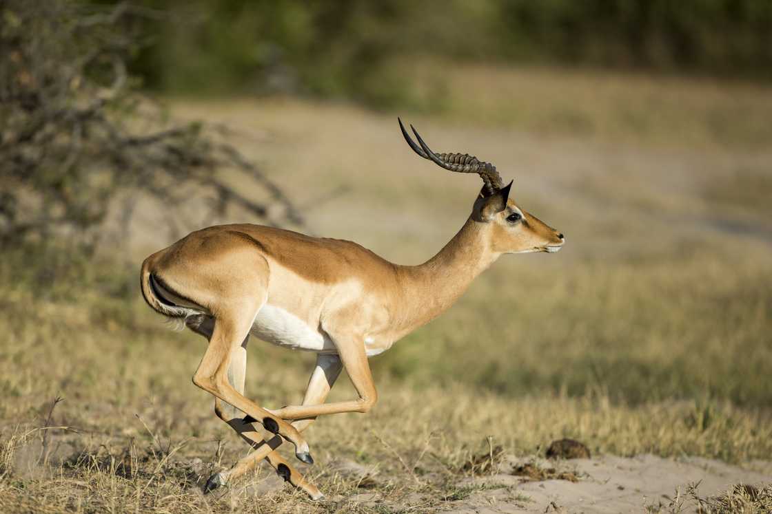 Limpopo farmhouse surrounded by wildlife Limpopo farmhouse surrounded by wildlife