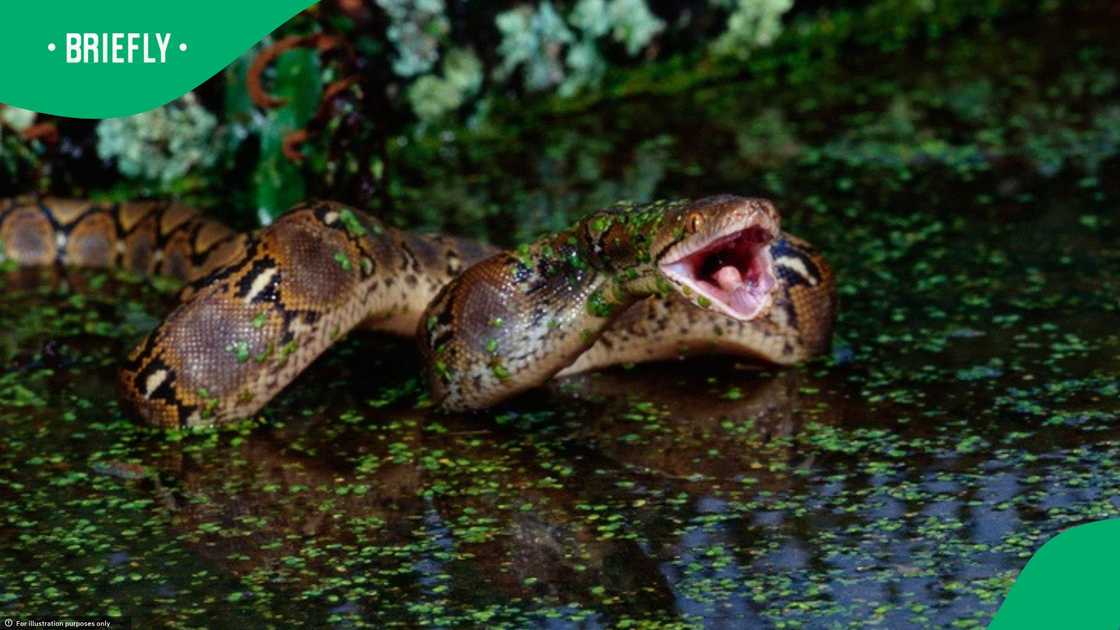 A python ate another in a video