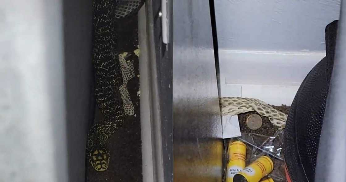 Giant snake in house Giant snake in house