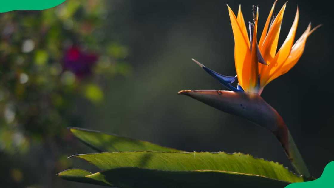 South African flowers images South African flowers images