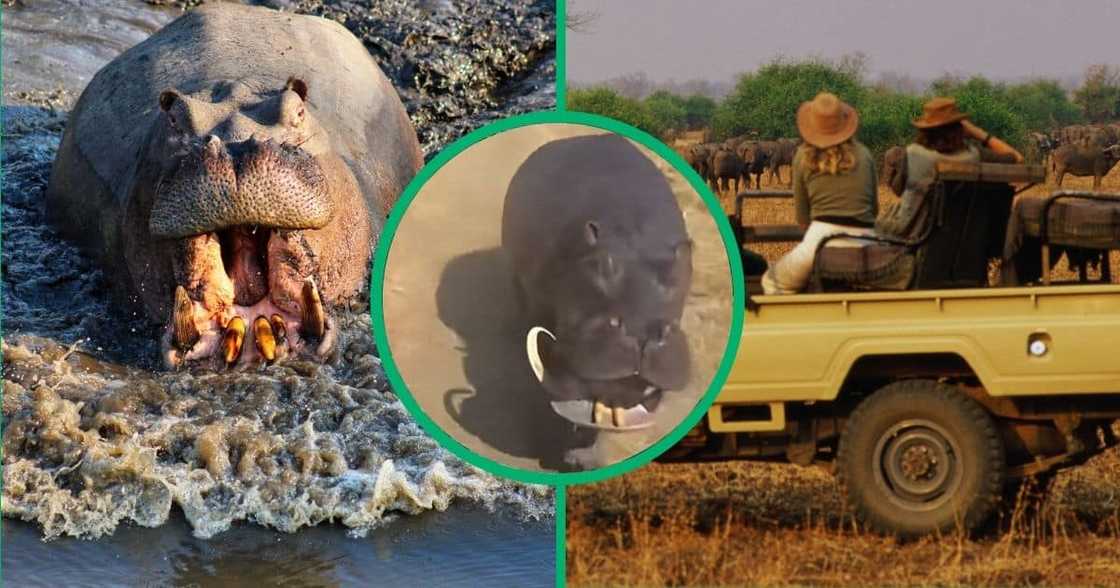 Hippo in TikTok video chases tourist Hippo in TikTok video chases tourist