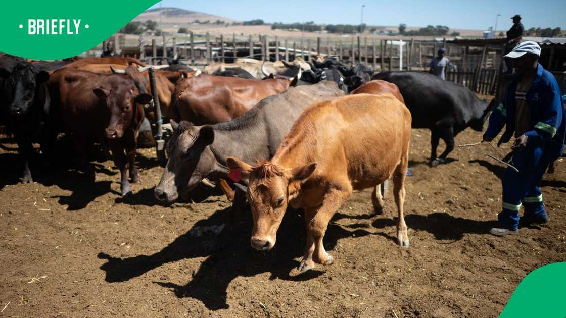 A farmer from Gauteng said that his entire herd has been affected by the foot-and-mouth disease