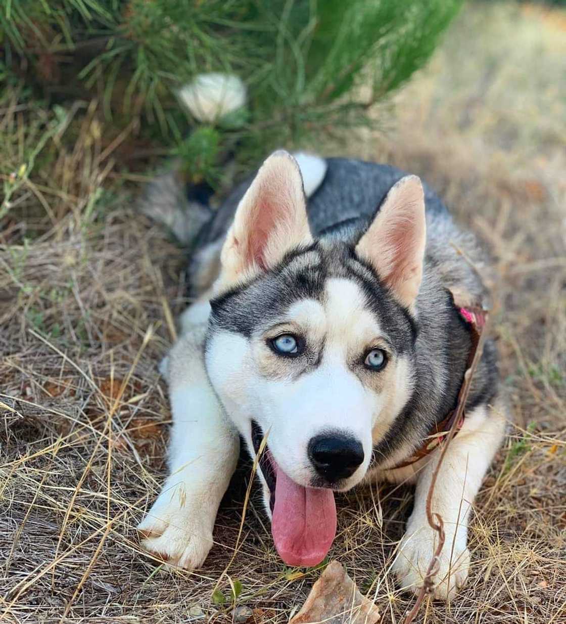 the most dangerous dog the most dangerous dog
