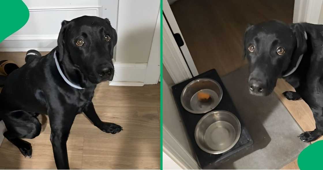 A dog wanted to pray before eating his snack.