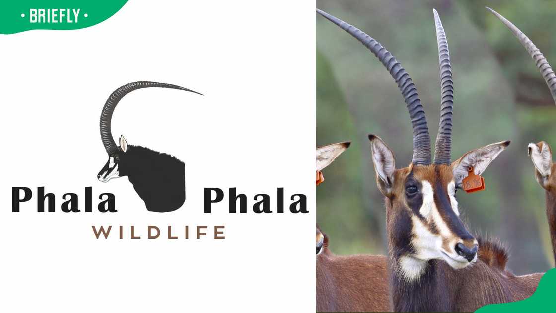 Phala Phala Game Farm