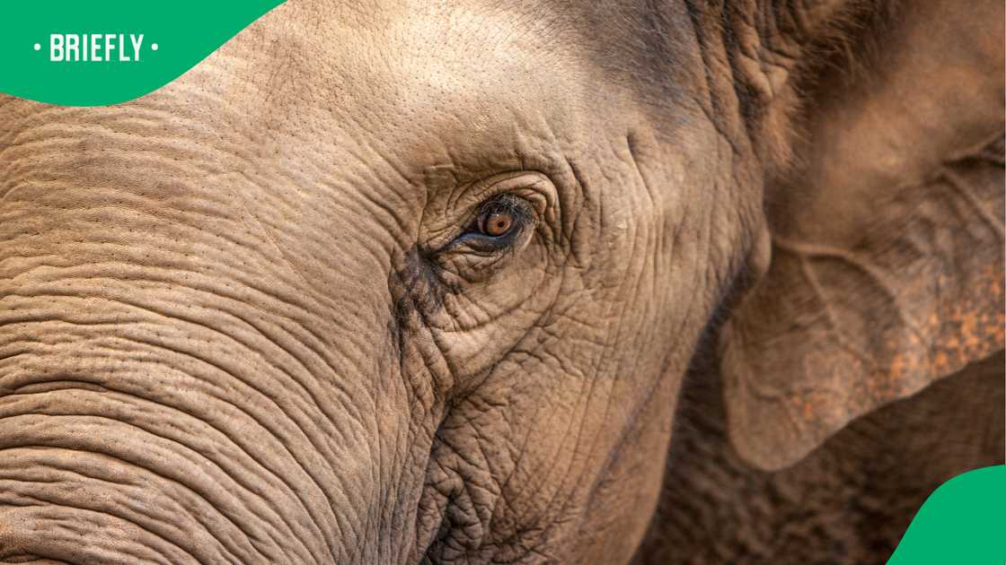 Victoria Falls rainforest closed after elephant spotted near visitor areas Victoria Falls rainforest closed after elephant spotted near visitor areas