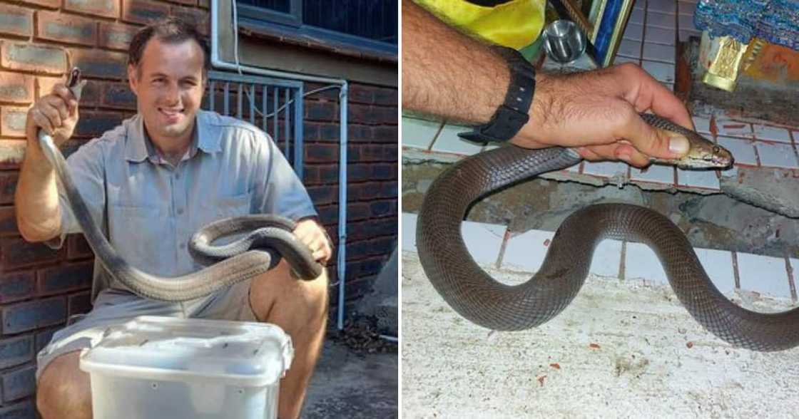 Nick Evans, cobra, snake, social media, Mzansi Nick Evans, cobra, snake, social media, Mzansi