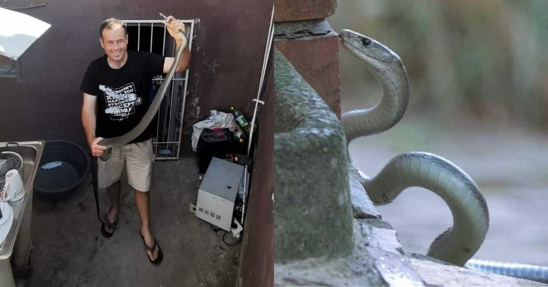 Snake rescuer, snake catcher, Nick Evans, black mambas, Durban, Mzansi, South Africa, reactions Snake rescuer, snake catcher, Nick Evans, black mambas, Durban, Mzansi, South Africa, reactions