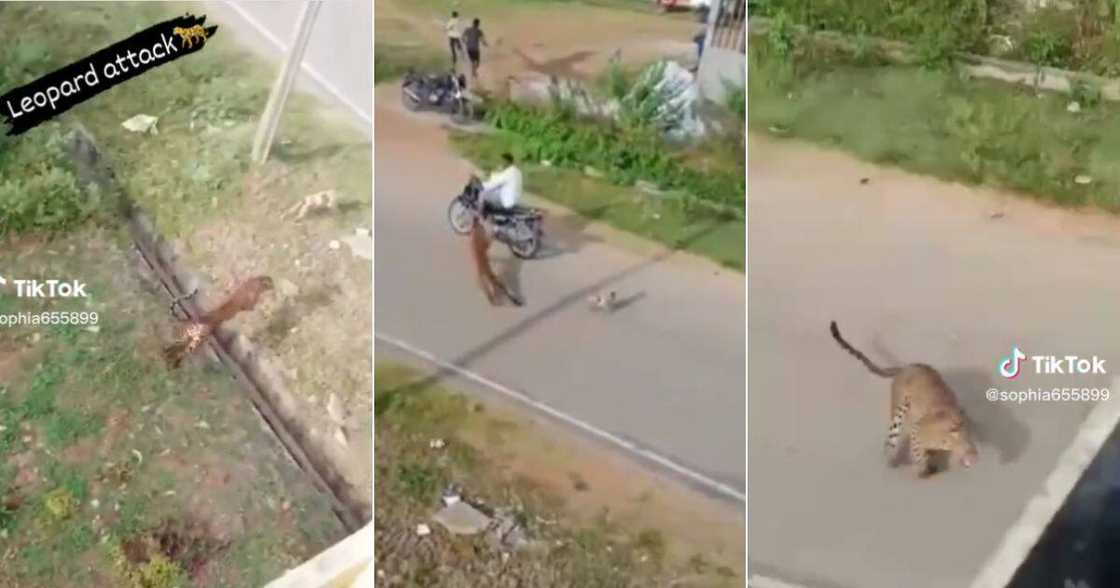 Leopard Attacks two men and dog