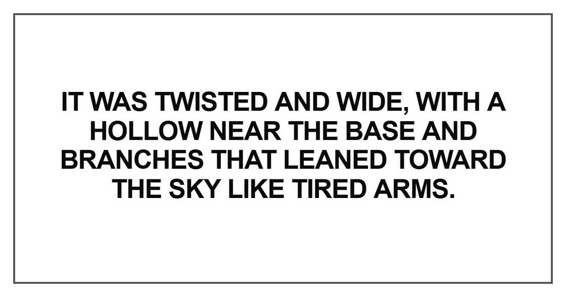 It was twisted and wide It was twisted and wide