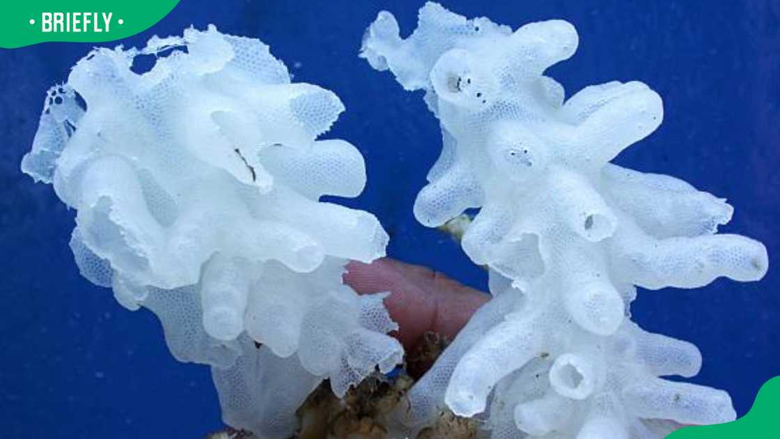 Glass sponges are typically very fragile Glass sponges are typically very fragile