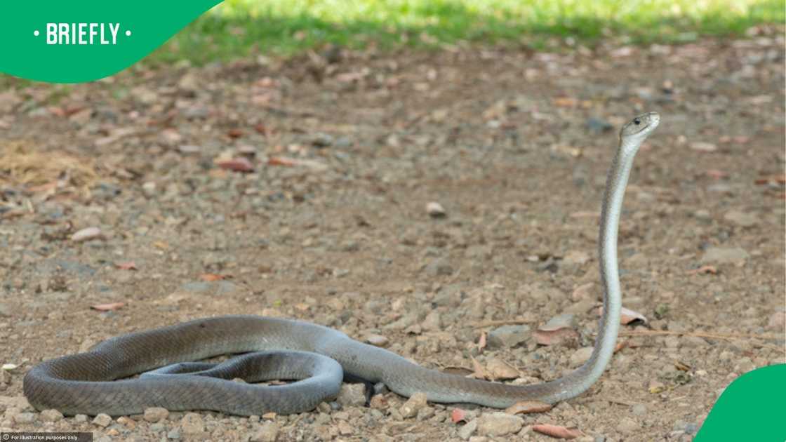 A black mamba showed its might