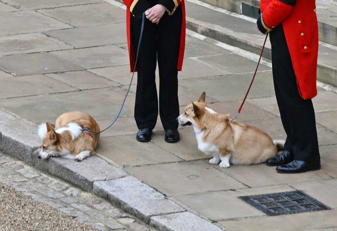 Queen Elizabeth's corgis, Muick and Sandy were at Windsor Castle, where the British monarch was laid to rest Queen Elizabeth's corgis, Muick and Sandy were at Windsor Castle, where the British monarch was laid to rest