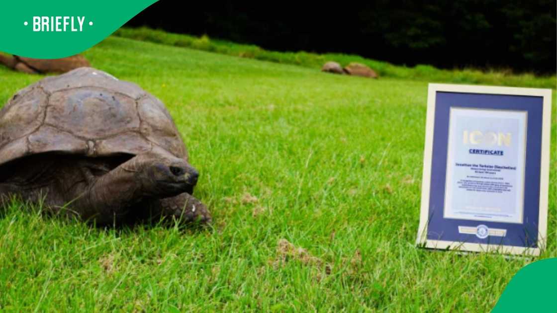 The side-profile photograph captured the world's oldest living land animal resting on the grass beside his framed milestone award The side-profile photograph captured the world's oldest living land animal resting on the grass beside his framed milestone award