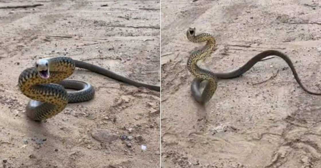 Eastern brown snake goes TikTok viral Eastern brown snake goes TikTok viral