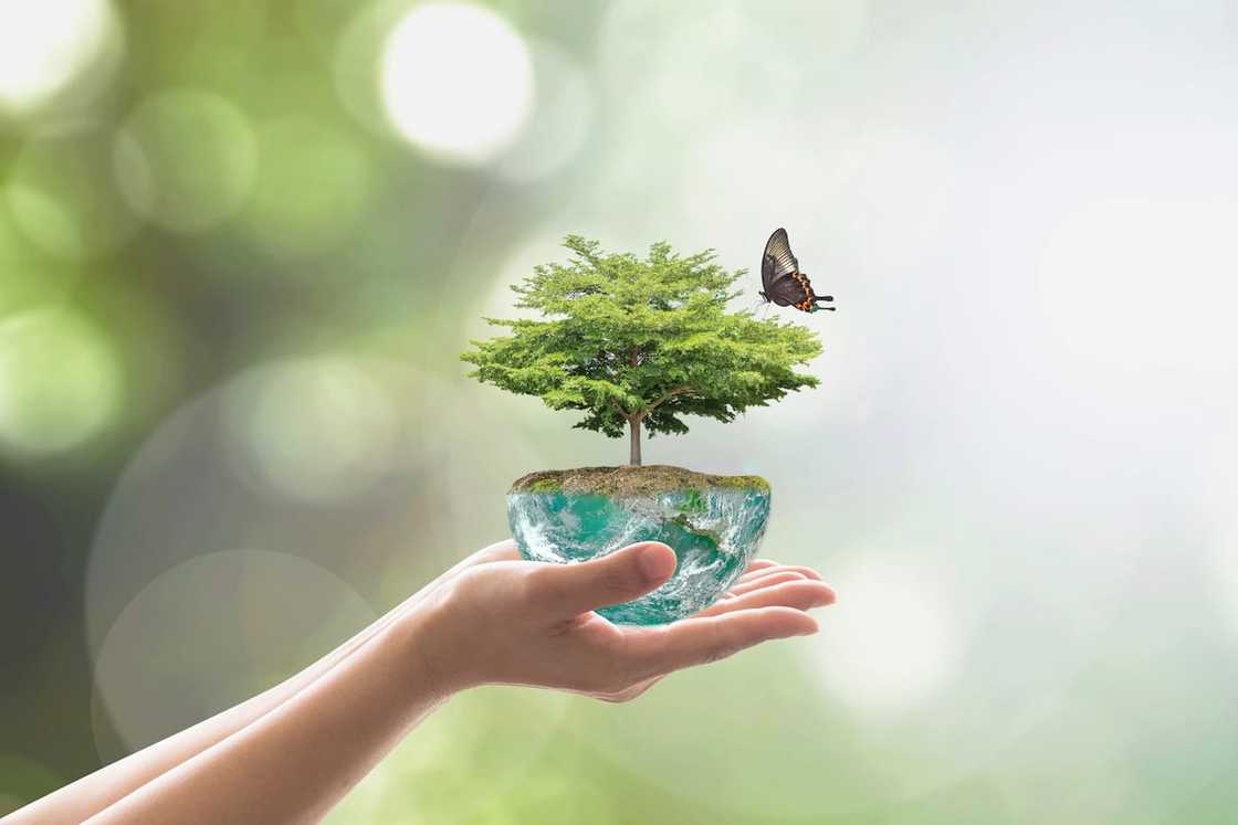 World Environment Day 2021: The generation that can make peace with nature World Environment Day 2021: The generation that can make peace with nature