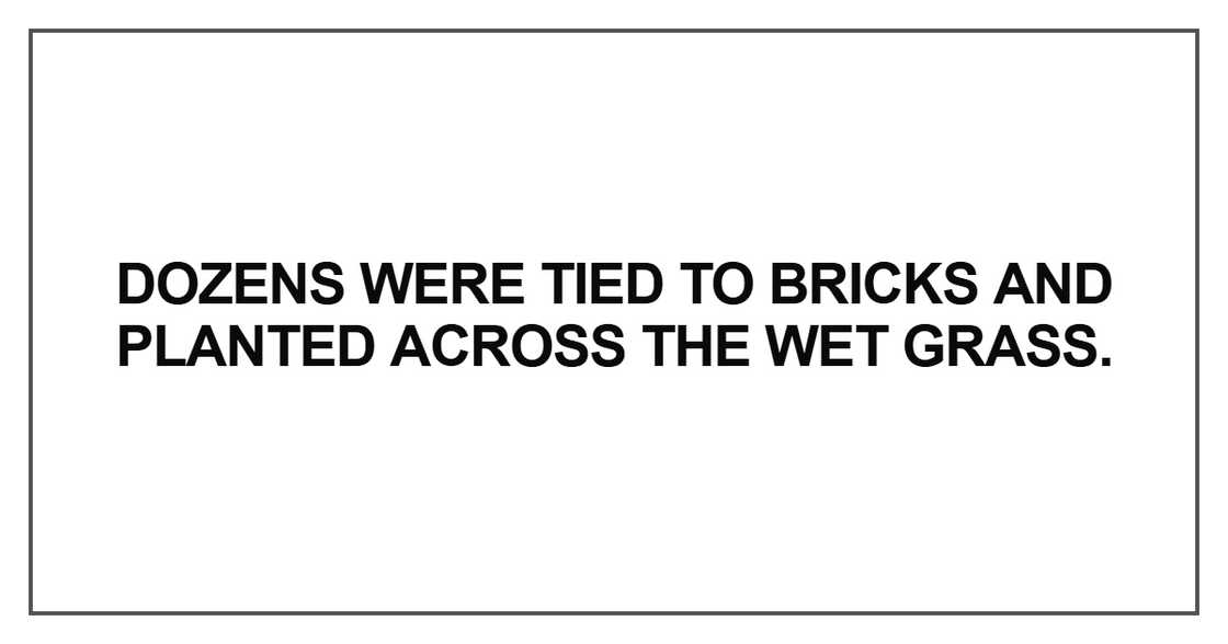 Dozens were tied to bricks and planted across the wet