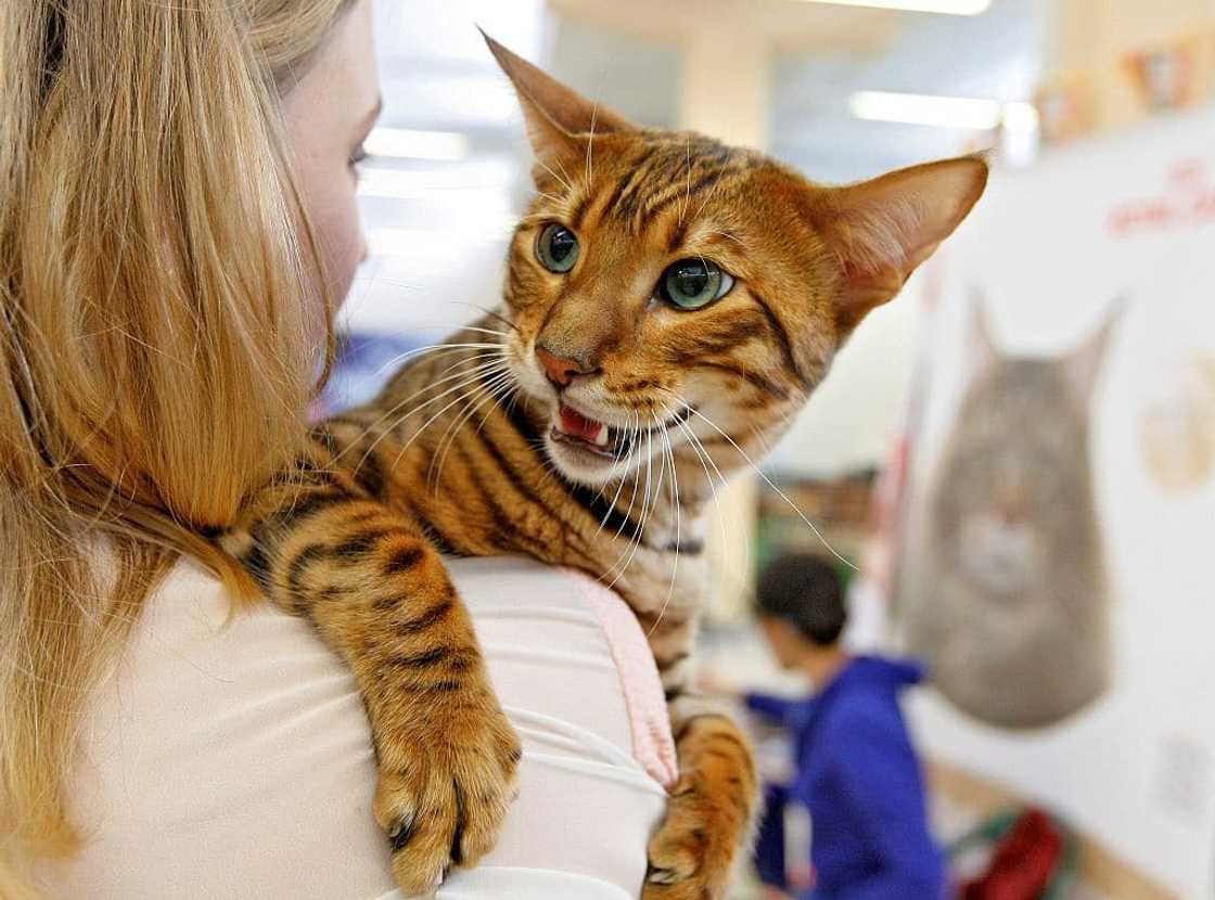 Toyger seen during a costume contest Toyger seen during a costume contest