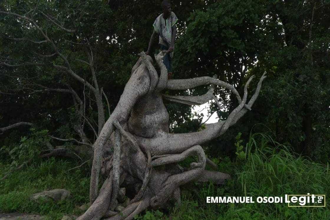 Iyake: Spotlight on Africa's only suspended lake and its wonders Iyake: Spotlight on Africa's only suspended lake and its wonders