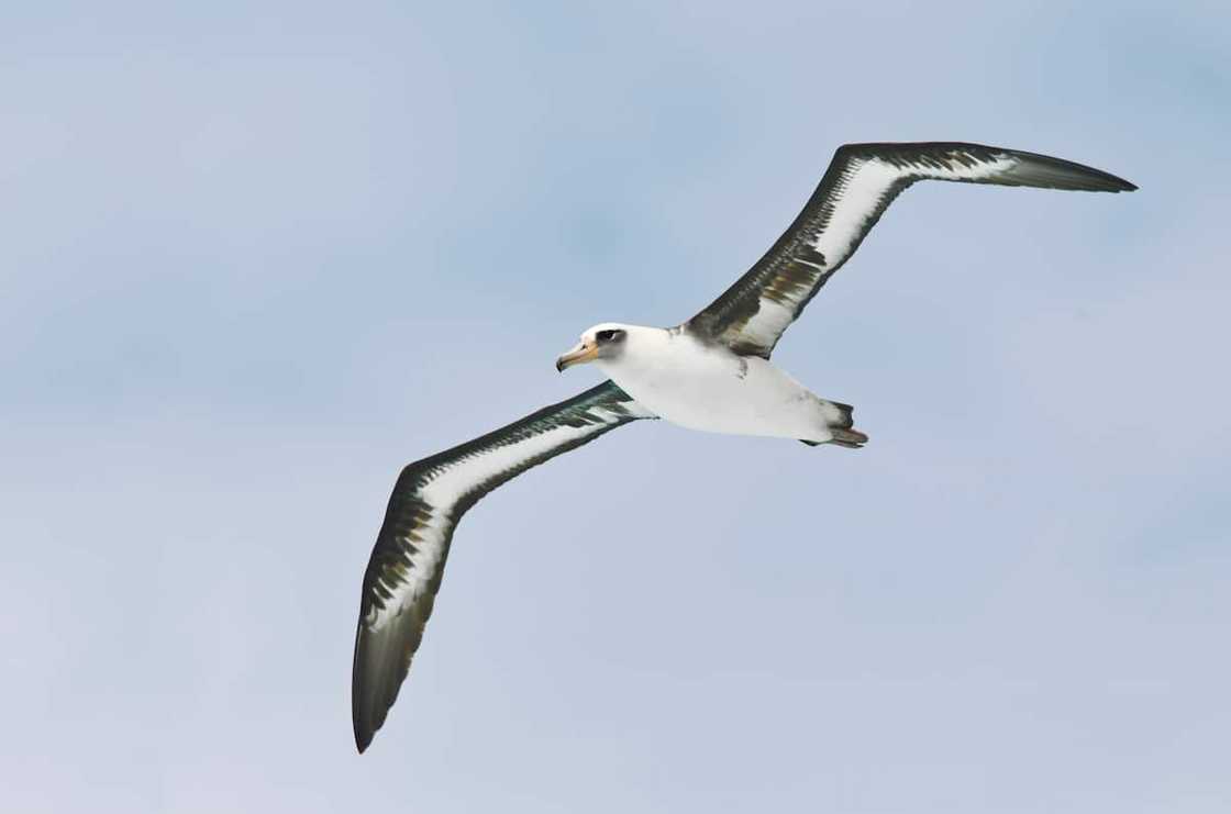 Albatross in flight Albatross in flight