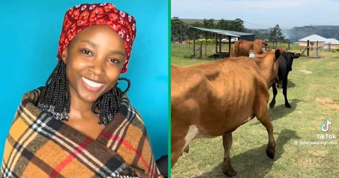 A makoti and the cows paid for her lobola A makoti and the cows paid for her lobola