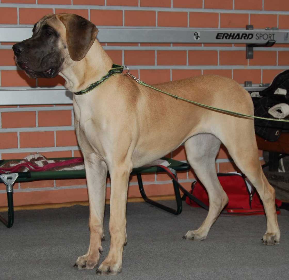 What is the strongest dog breed in the world? What is the strongest dog breed in the world?