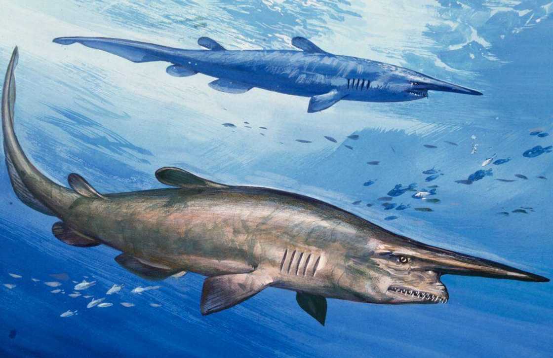 Goblin Shark. Goblin Shark.