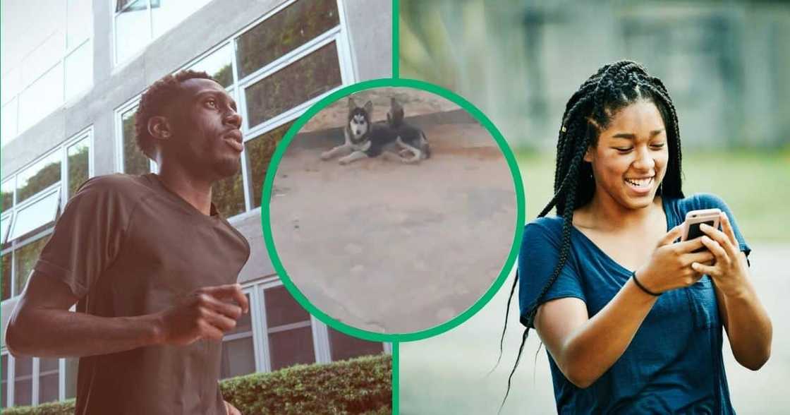 TikTok video shows man finding a monkey and a dog