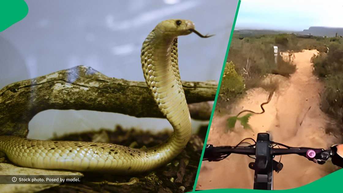 Instagram users were happy to see that a deadly snake did not bite a local man. Instagram users were happy to see that a deadly snake did not bite a local man.