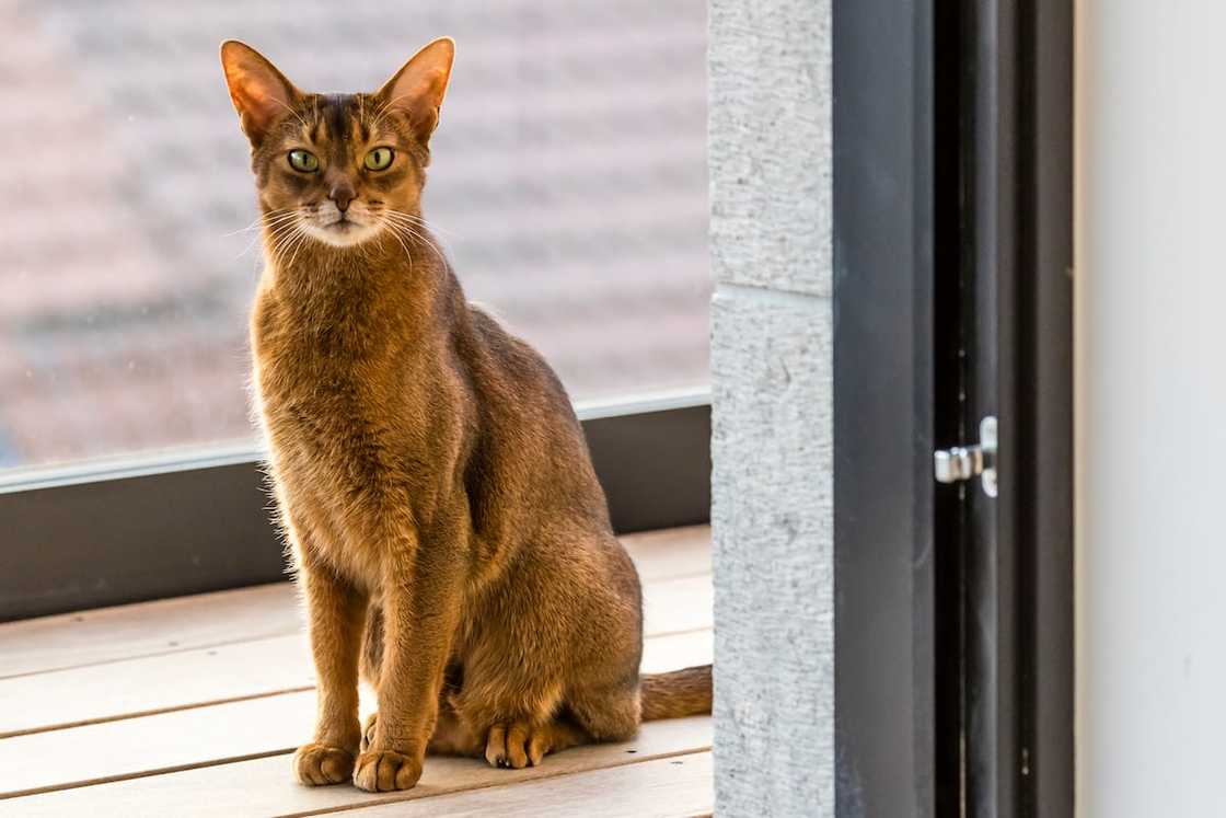 Abyssinian Cat looking at the camera Abyssinian Cat looking at the camera