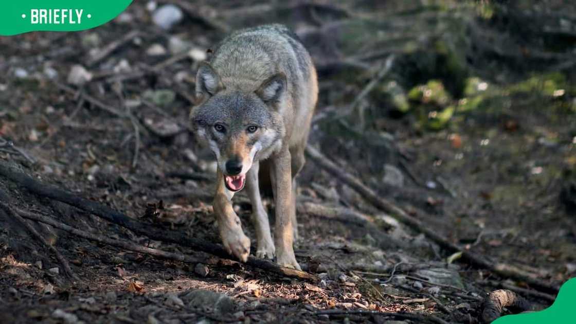 A wolf in the forest A wolf in the forest