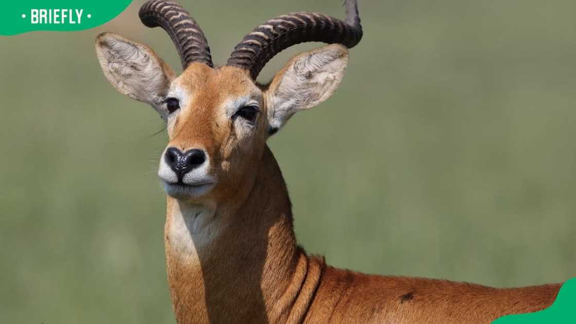 Ugandan Kob in a park Ugandan Kob in a park