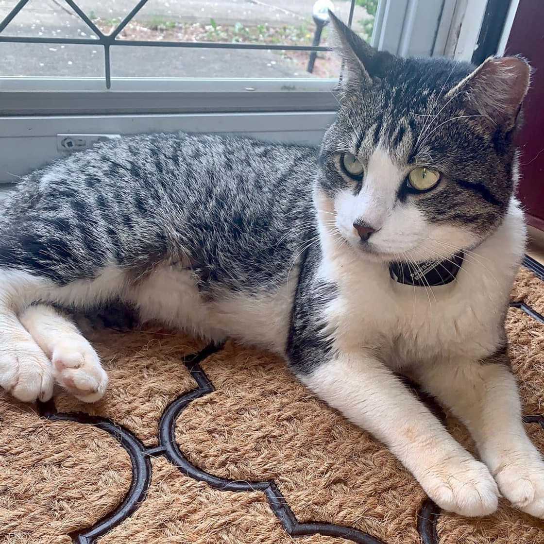 Most expensive cats prices Most expensive cats prices