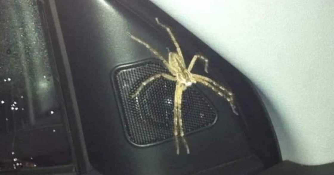 Woman, Finds, Spider, Car, Mzansi Woman, Finds, Spider, Car, Mzansi