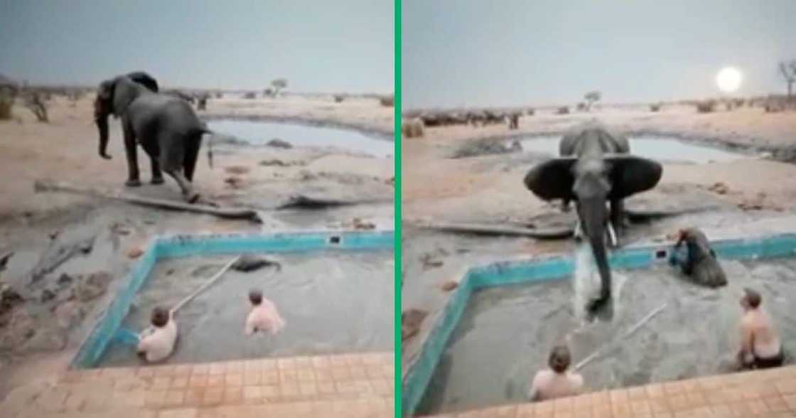 An elephant jumped into the water with two men