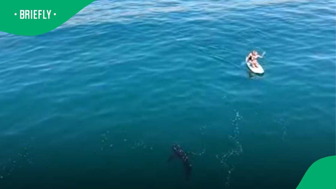 The image captured a close encounter in the open ocean between a large marine predator and a paddleboarder off the coast