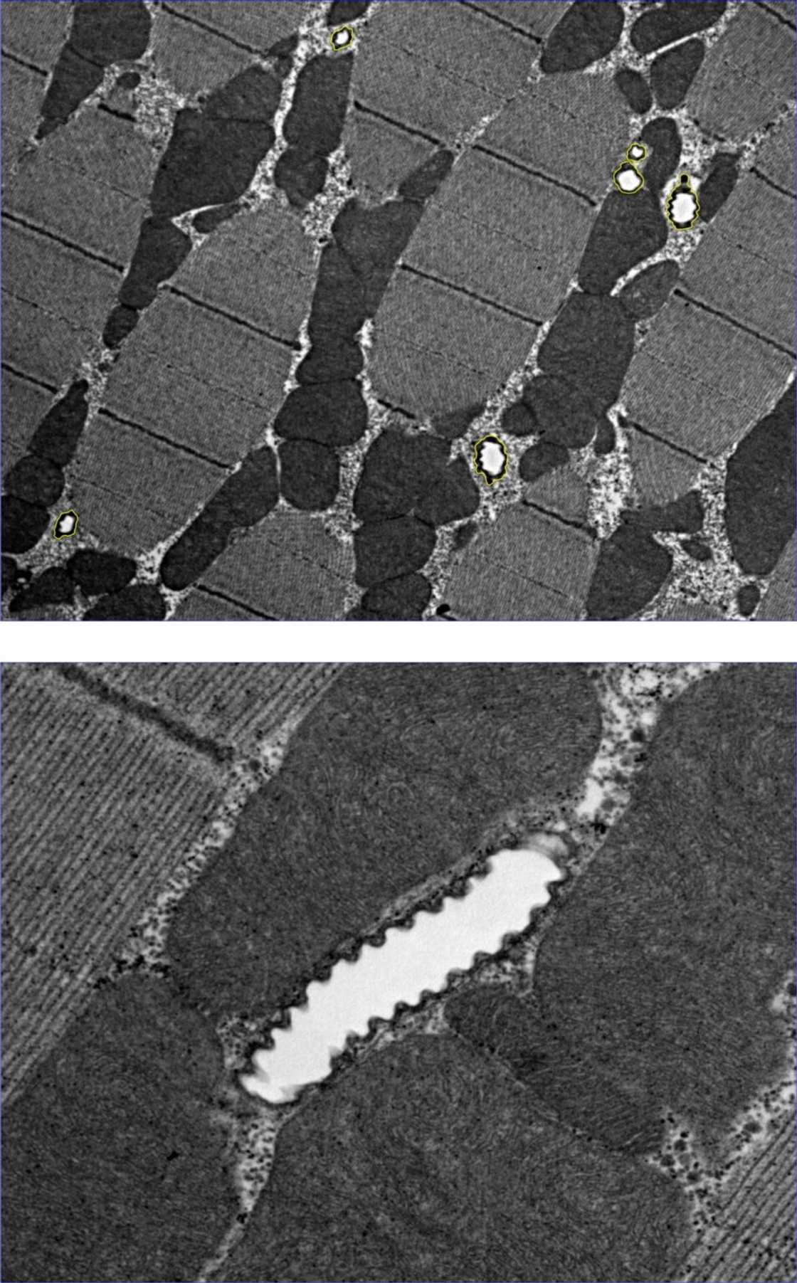 Faculty of Veterinary Science, Onderstepoort