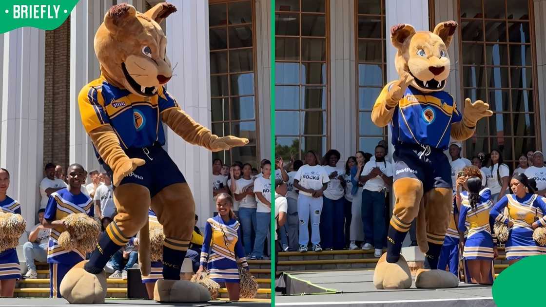 Cara the Caracal dancing at UWC.