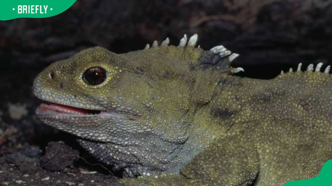 Tuatara (Sphenodon punctatus) Tuatara (Sphenodon punctatus)